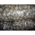 Exportation Ail Blanc Normal